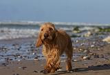 BASSET FAUVE DE BRETAGNE 075
